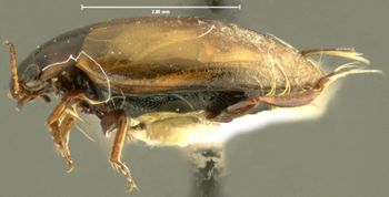 Media type: image;   Entomology 15948 Aspect: habitus lateral view